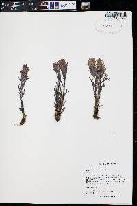 Castilleja haydenii image