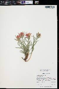 Castilleja integra image