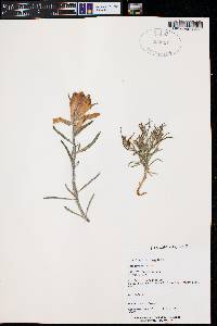 Castilleja integra image