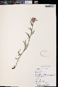 Castilleja linariifolia image