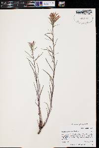 Castilleja linariifolia image