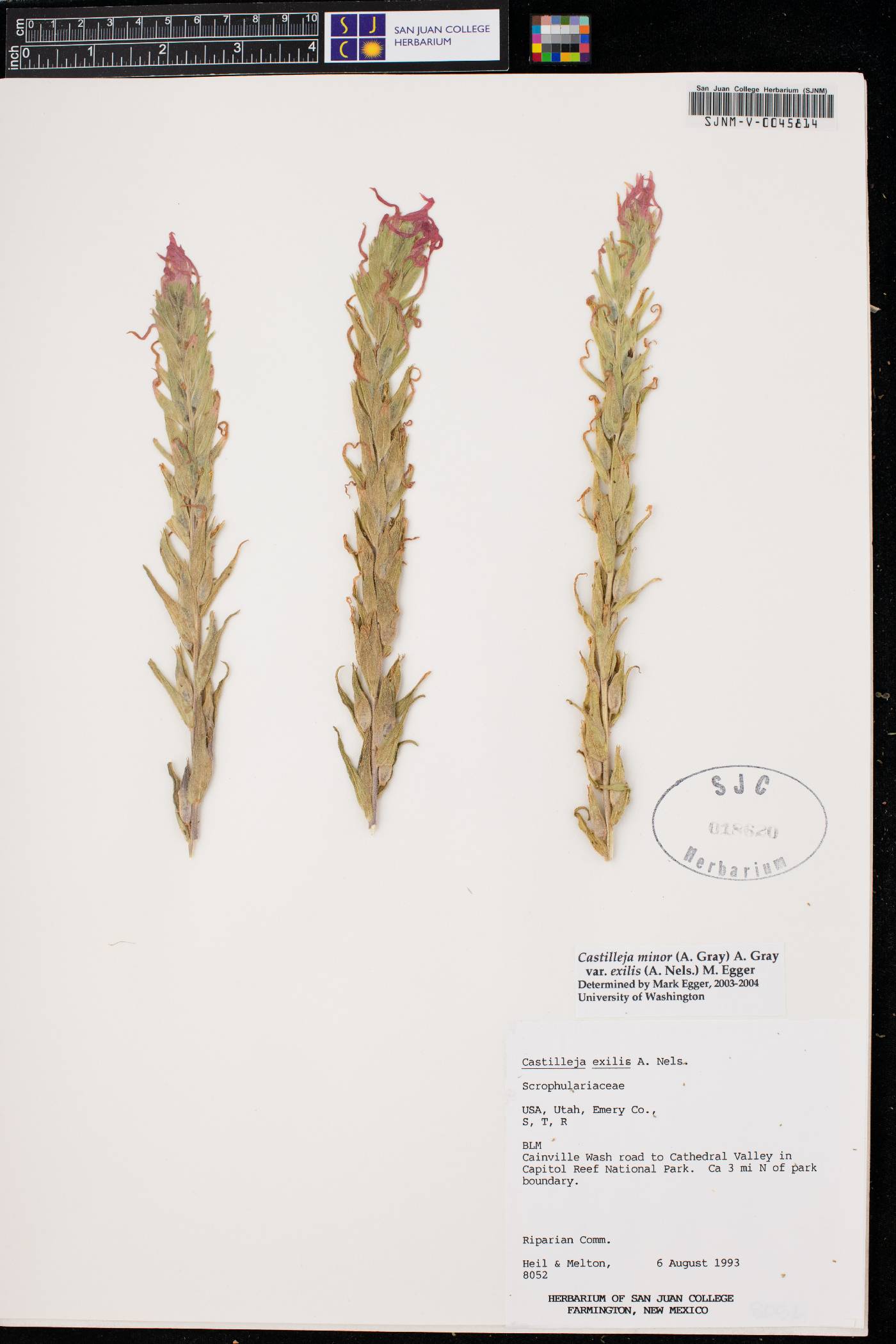 Castilleja minor var. exilis image
