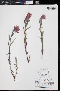 Castilleja rhexiifolia image