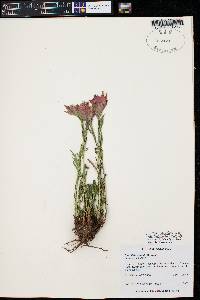 Castilleja rhexiifolia image