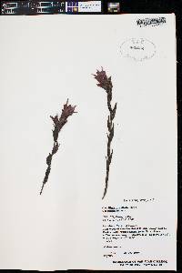 Castilleja rhexiifolia image