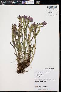 Castilleja rhexiifolia image