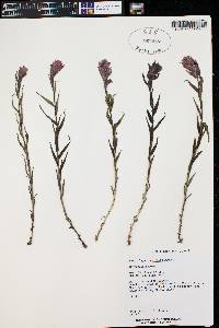 Castilleja rhexiifolia image