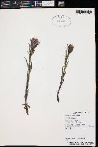 Castilleja rhexiifolia image