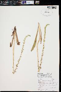 Piperia unalascensis image