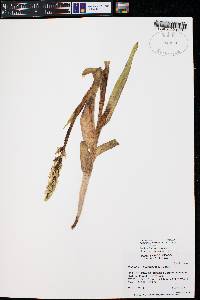 Platanthera hyperborea image