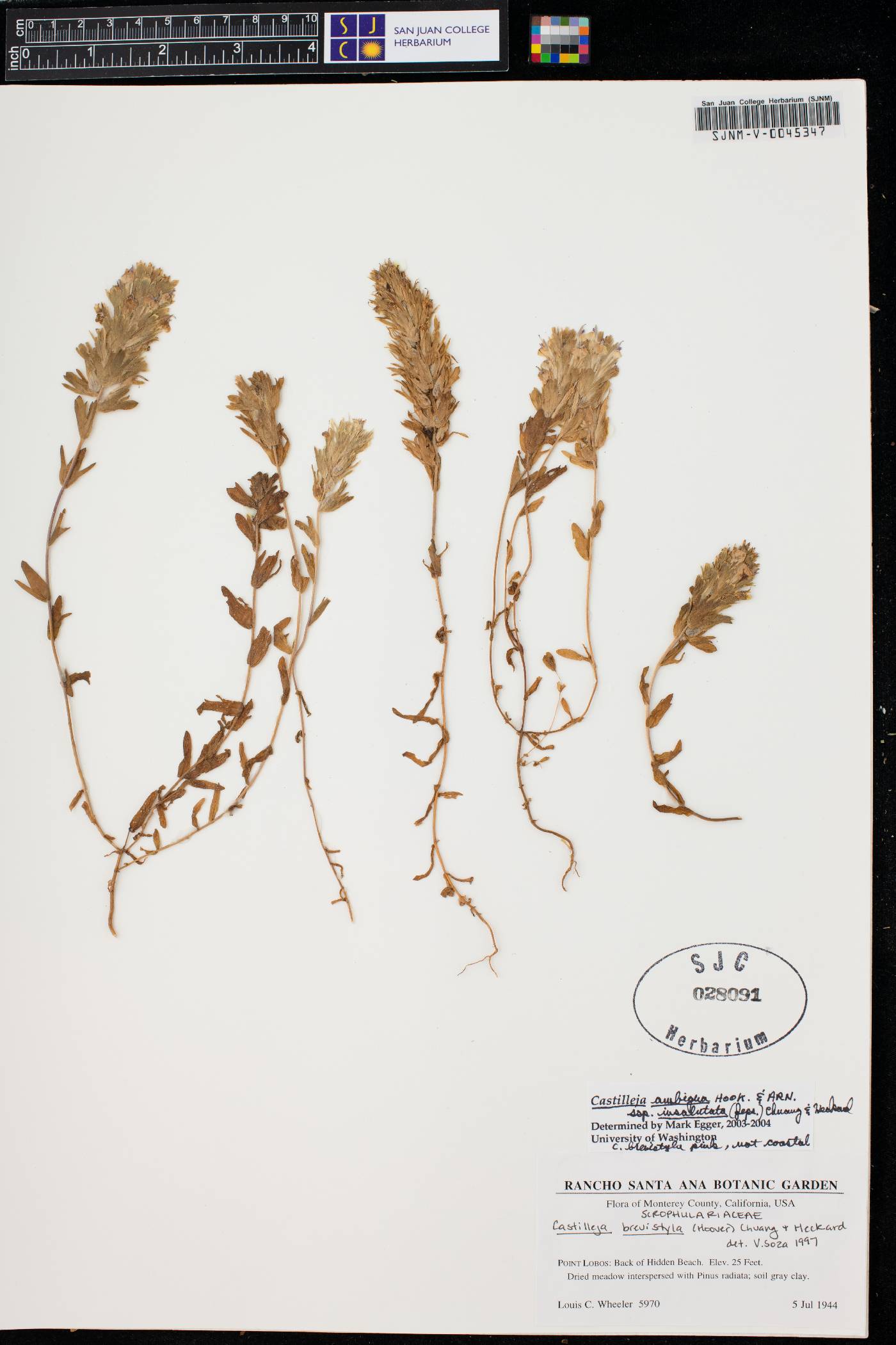 Castilleja brevistyla image