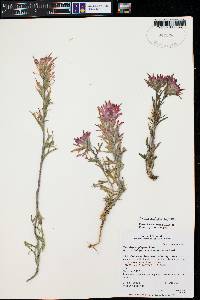 Castilleja applegatei image