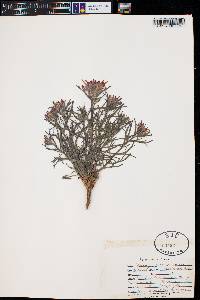 Castilleja chromosa image