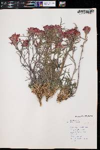 Castilleja chromosa image