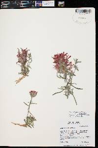 Castilleja scabrida image