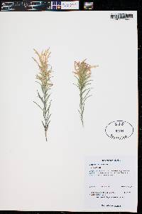 Castilleja sessiliflora image