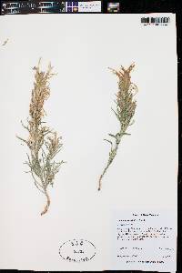 Castilleja sessiliflora image