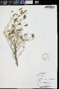 Cordylanthus wrightii image