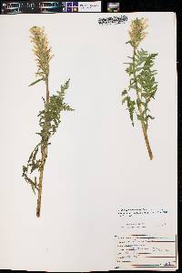 Pedicularis parryi image