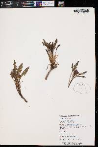 Pedicularis centranthera image