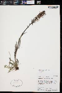 Pedicularis groenlandica image