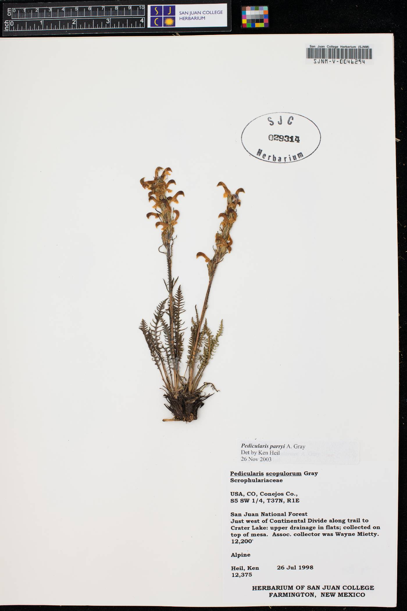 Pedicularis sudetica image