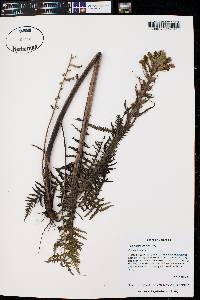 Pedicularis procera image