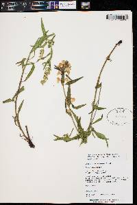 Pedicularis racemosa image