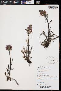 Pedicularis sudetica subsp. scopulorum image