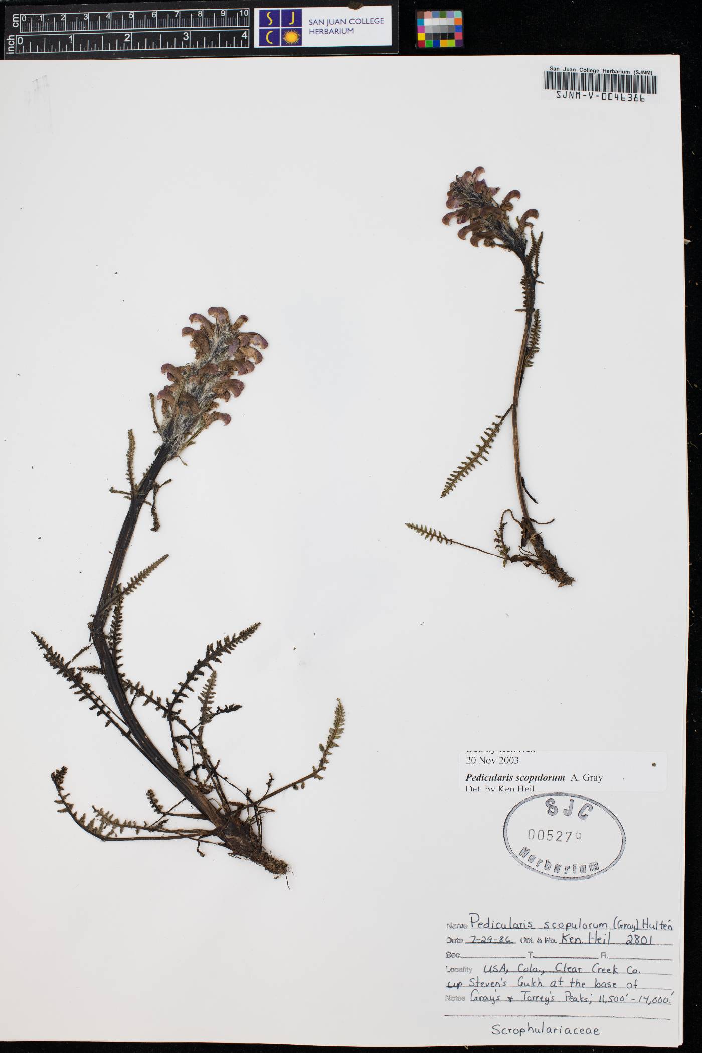 Pedicularis sudetica subsp. scopulorum image