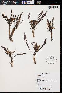 Pedicularis semibarbata image