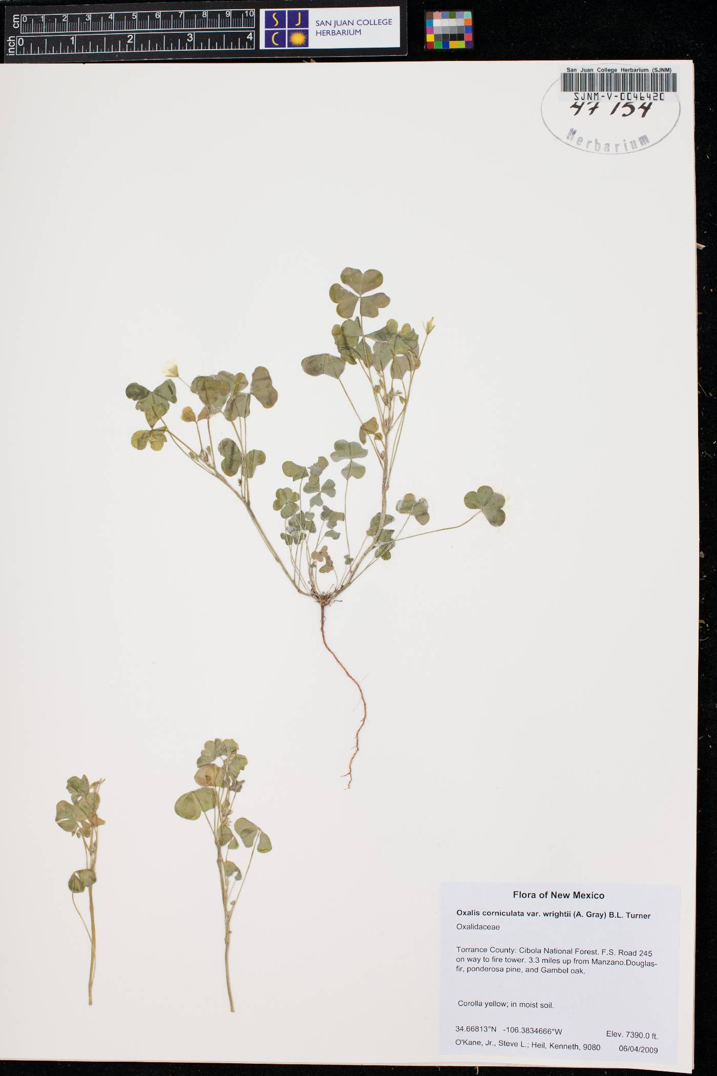 Oxalis albicans subsp. albicans image