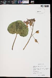 Proboscidea parviflora image