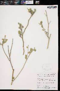 Stegnosperma halimifolium image