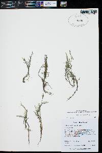 Callitriche heterophylla image