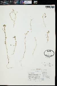 Callitriche heterophylla image