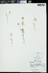 Collinsia parviflora image