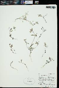 Collinsia parviflora image