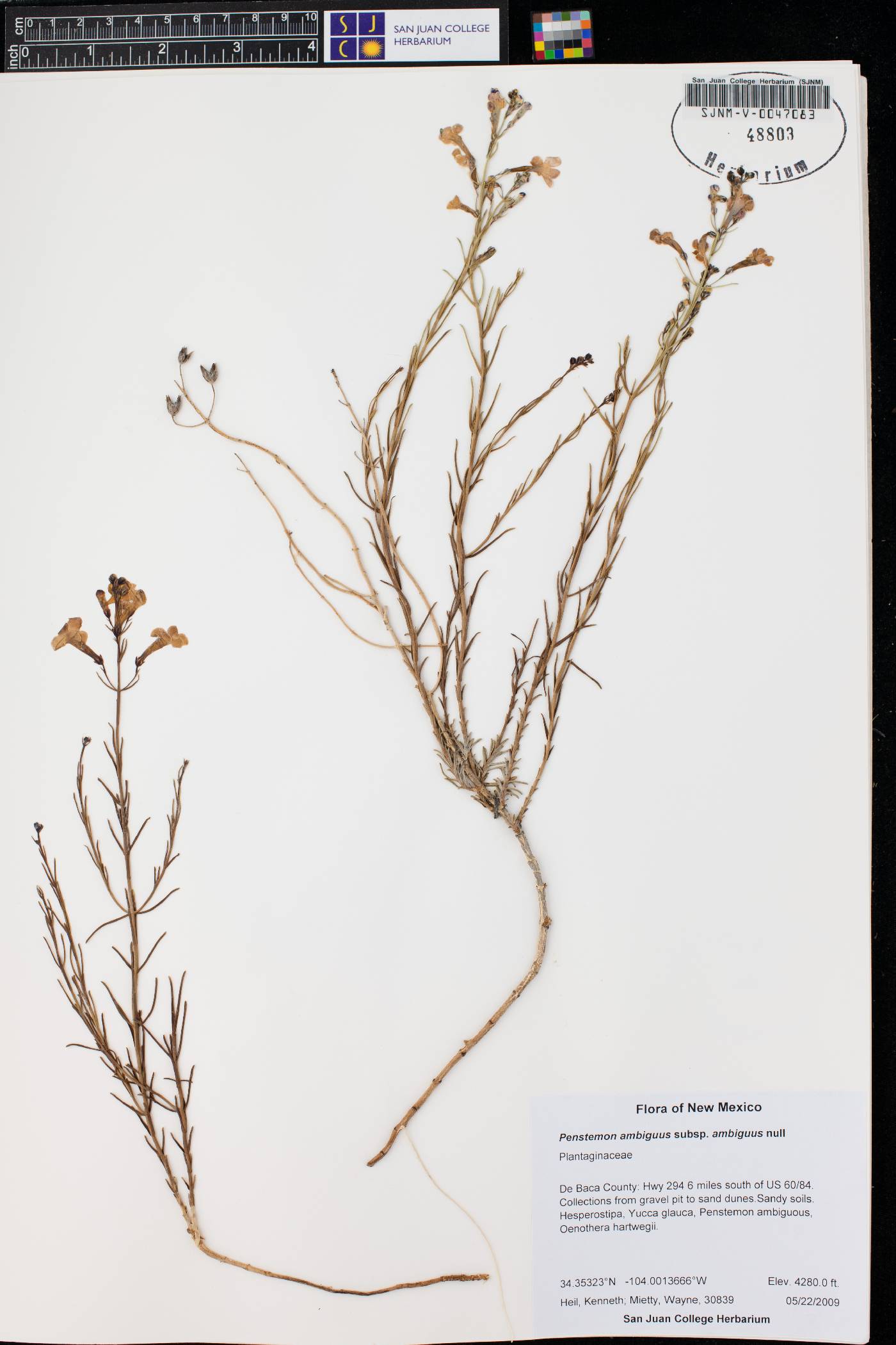 Penstemon ambiguus subsp. ambiguus image
