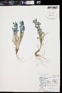 Penstemon angustifolius image