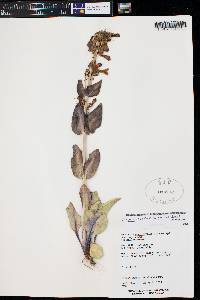 Penstemon pachyphyllus image