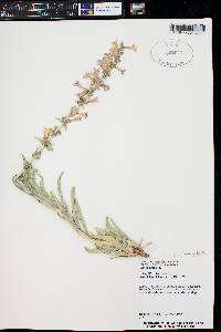 Penstemon angustifolius var. venosus image