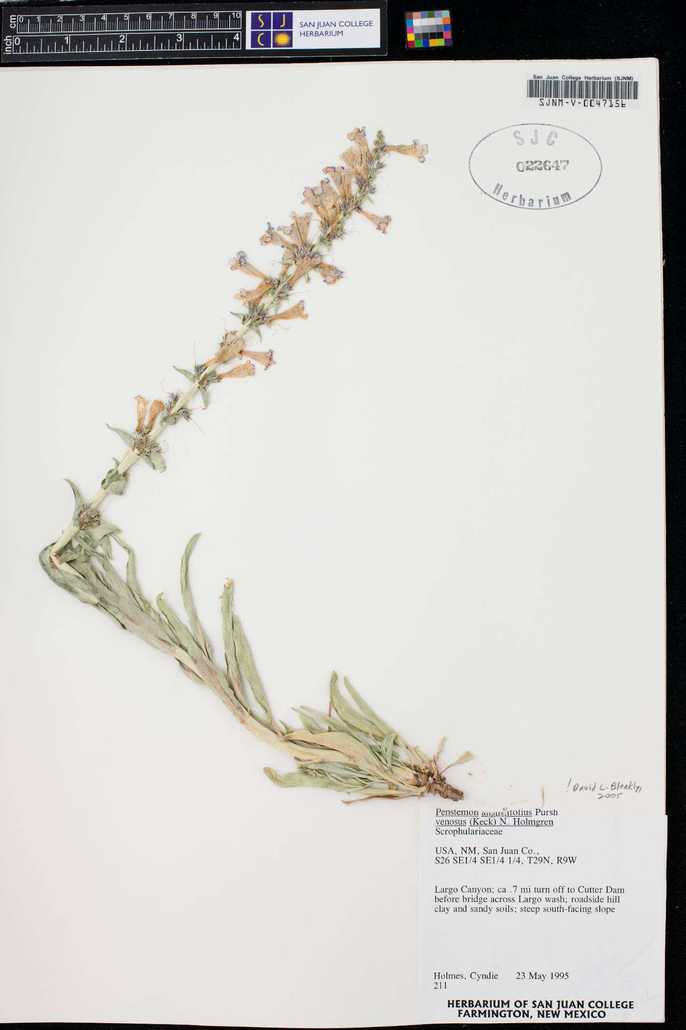 Penstemon angustifolius var. venosus image