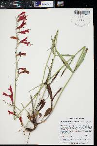 Penstemon barbatus var. trichander image