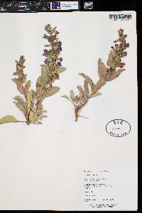 Penstemon carnosus image