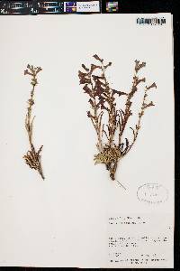 Penstemon confusus image