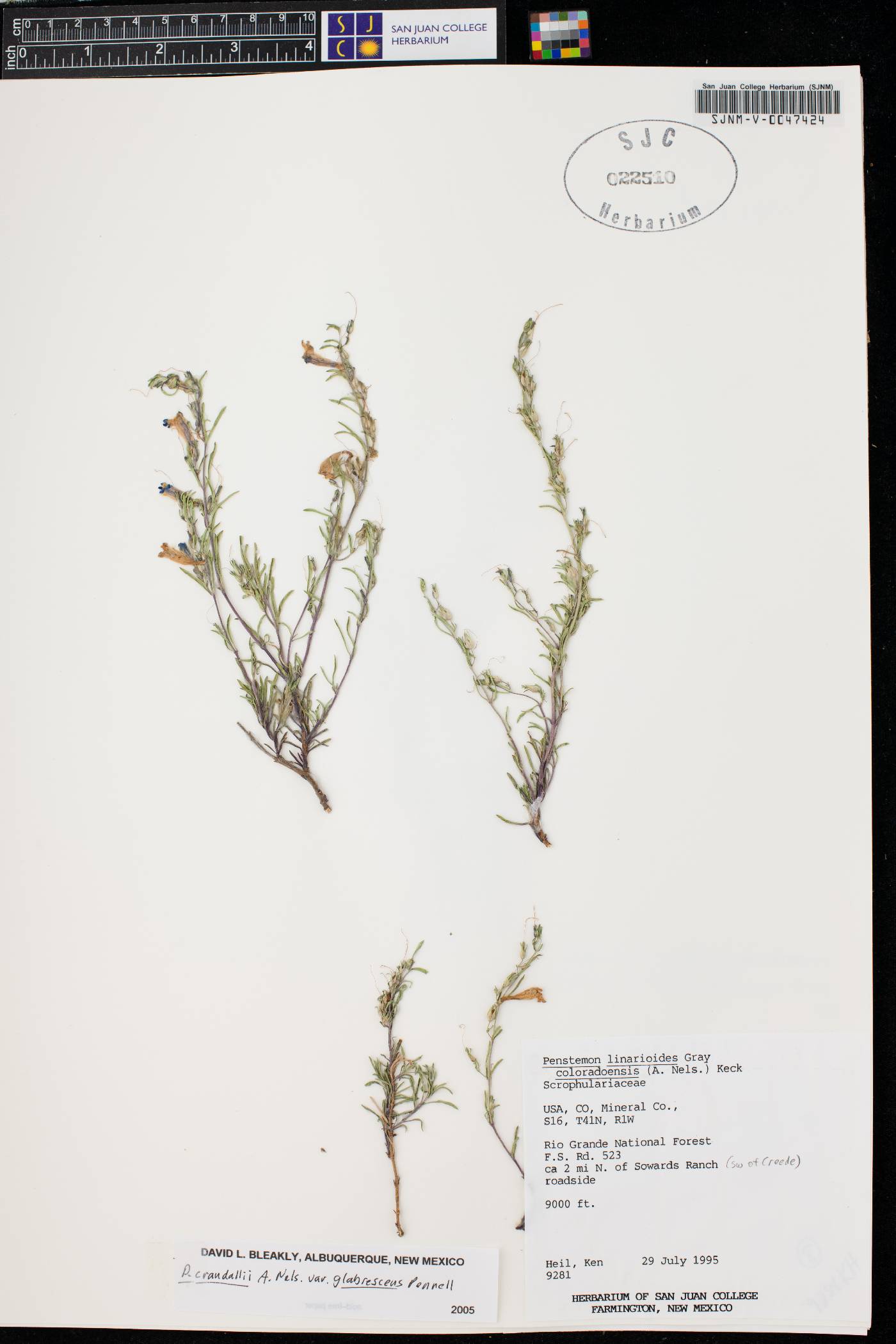 Penstemon linarioides var. coloradoensis image
