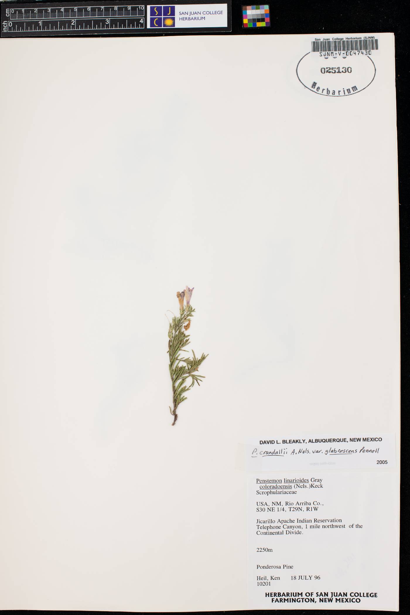 Penstemon linarioides var. coloradoensis image
