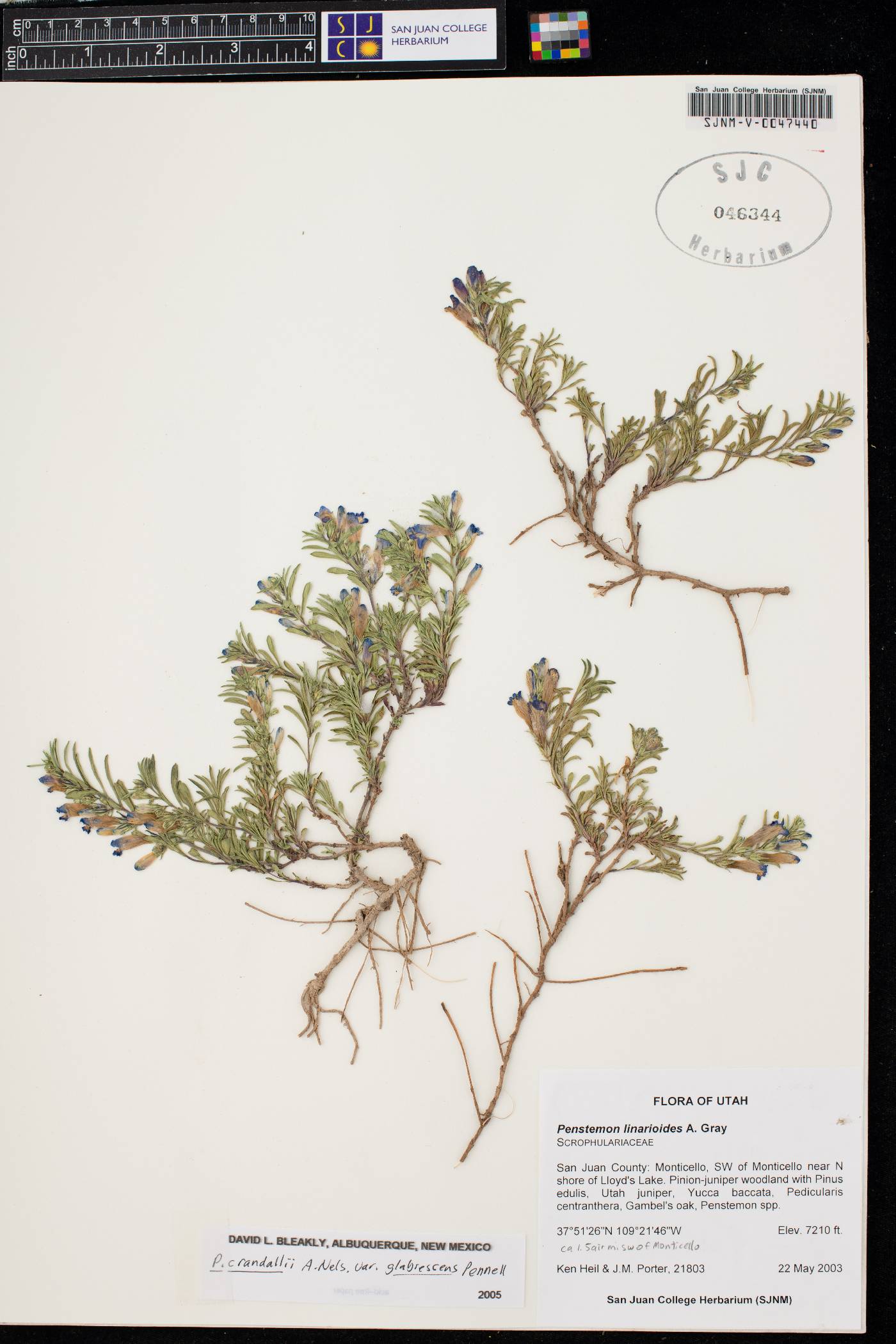 Penstemon crandallii subsp. glabrescens image