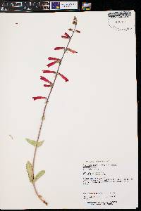 Penstemon eatonii subsp. undosus image